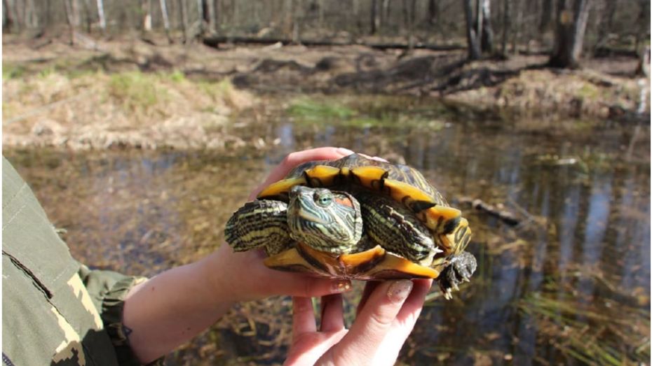 В воронежском Черепашьем озере вновь обнаружили красноухих черепах