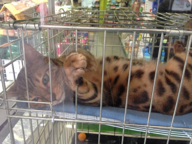 Друзей не продавать: воронежские зоозащитники оценили решение о готовящемся запрете торговли животными в зоомагазинах