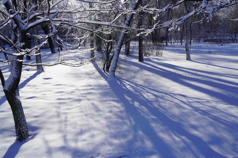 До -10 градусов мороза ожидается в Воронежской области