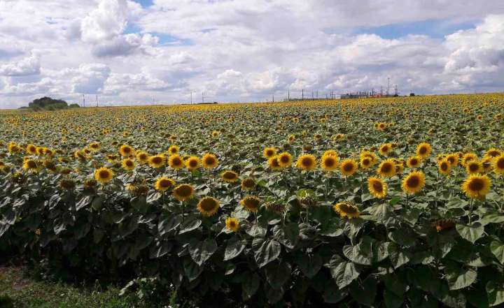В Воронежской области пересеяли треть площадей, где погибли сельхозкультуры