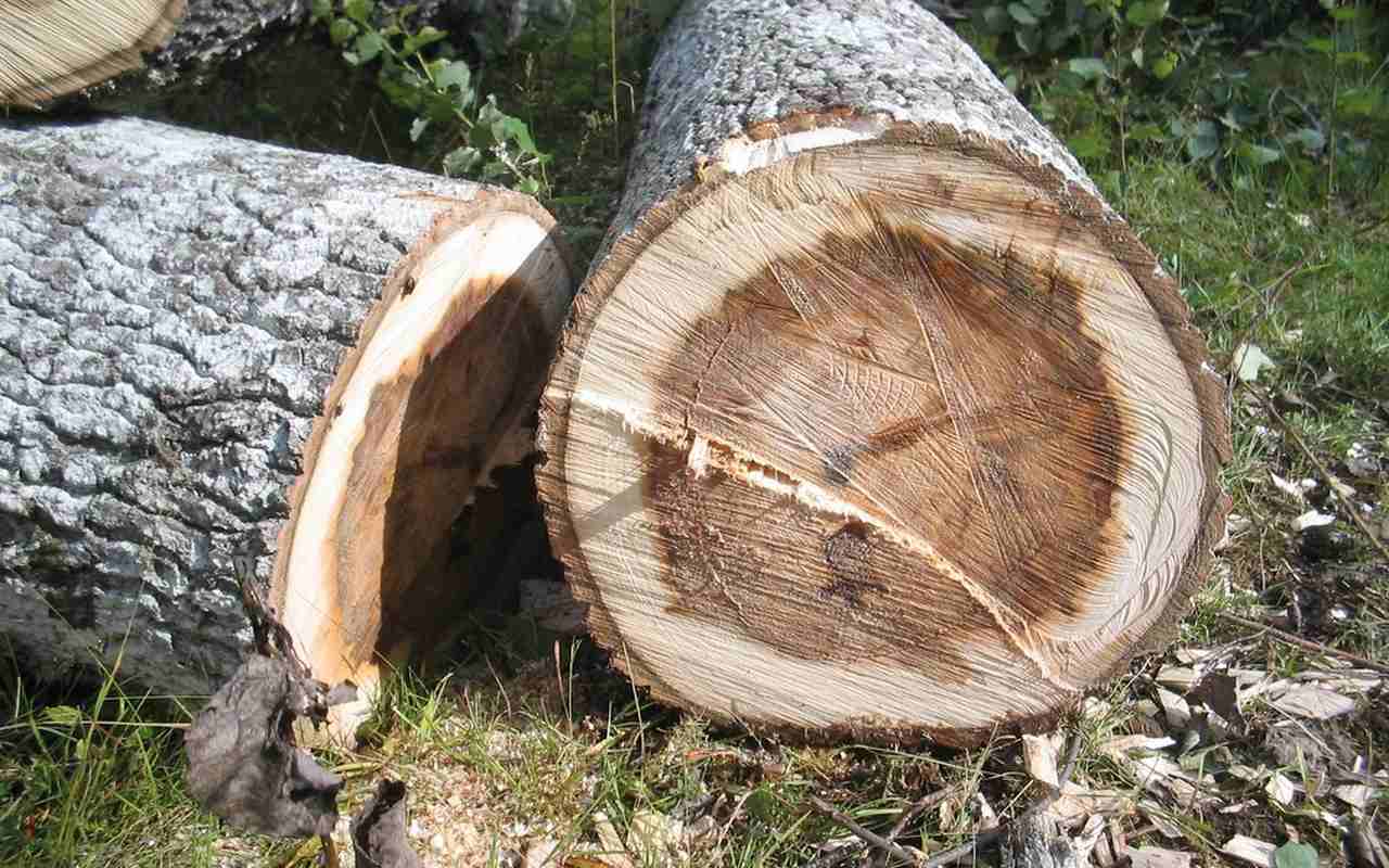 Свыше 100 деревьев вырубят в районе пляжа под Воронежем и направят древесину в зону СВО