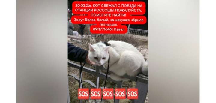 Сбежавшего на станции кота разыскивают в Воронежской области