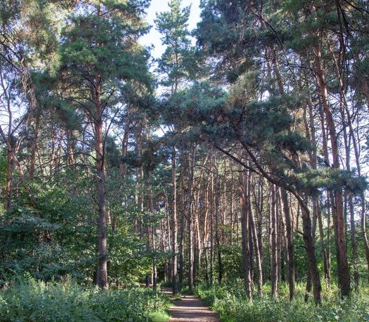 В Воронеже Северный лес получит статус памятника природы в ближайшее время