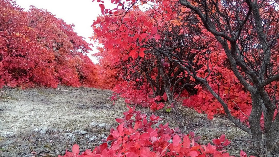 Ярко-красный лес нашли в Воронежской области