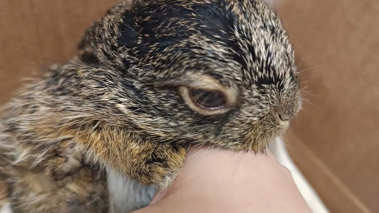 Зайчонка спасли от ворон в воронежском Шилово