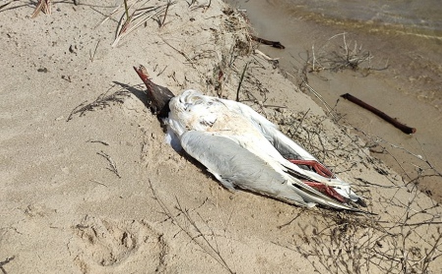 Версию появления мёртвых птиц на берегу Воронежского водохранилища назвали экологи