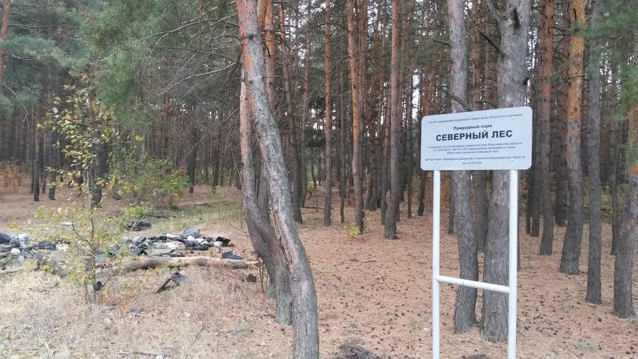 Северный лес Воронежа обещают спасти от застройщиков