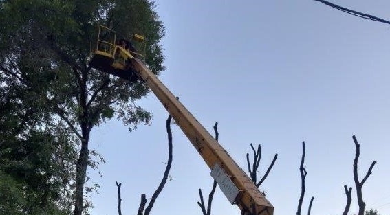 В Коминтерновском районе готовятся к уходным работам за деревьями