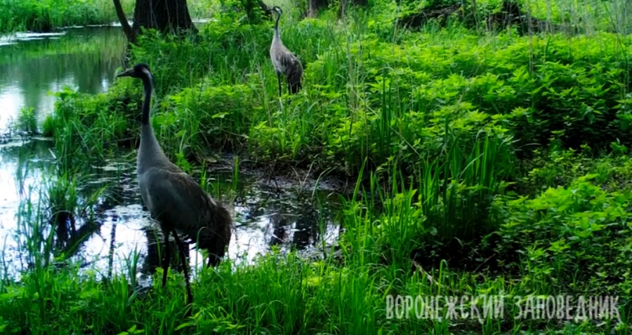 В Воронежском заповеднике на видео попали кормящиеся серые журавли