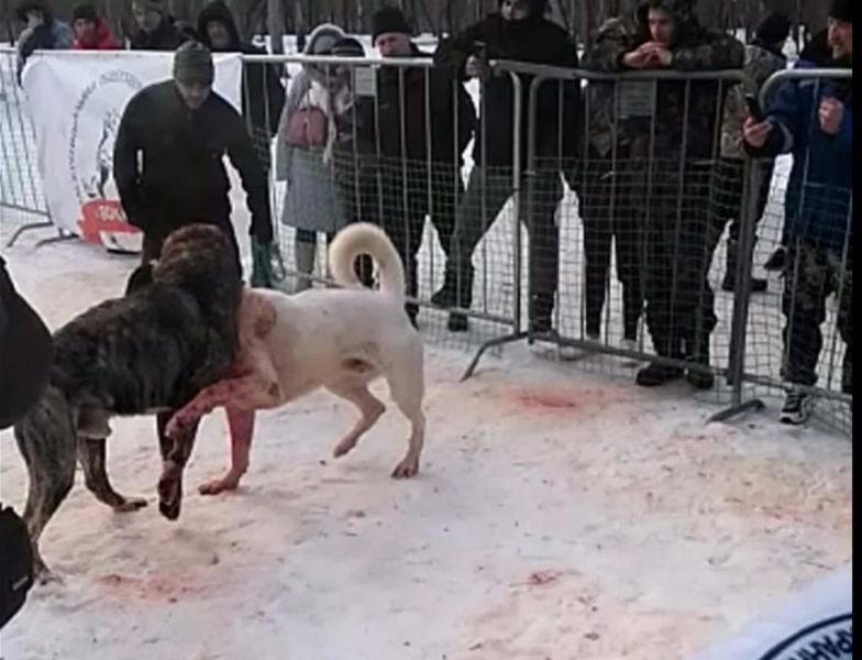 Кровавые собачьи бои устроили люди в санатории под Воронежем