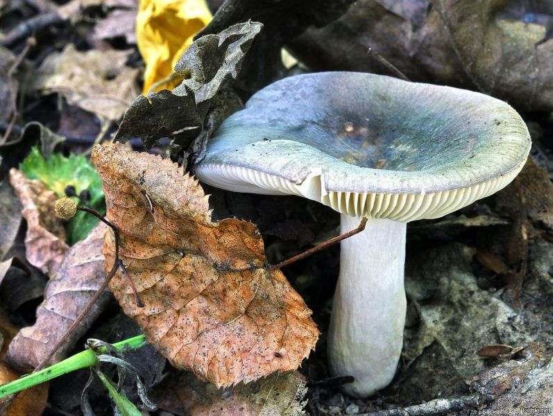 Выяснилось, какими грибами отравились насмерть 4-летние двойняшки в Воронежской области