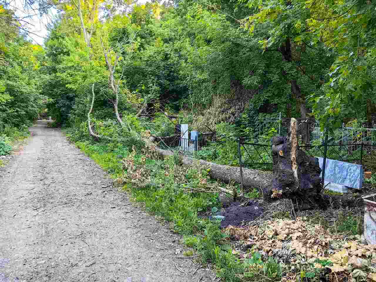 В Воронеже дерево рухнуло на могилу на Коминтерновском кладбище