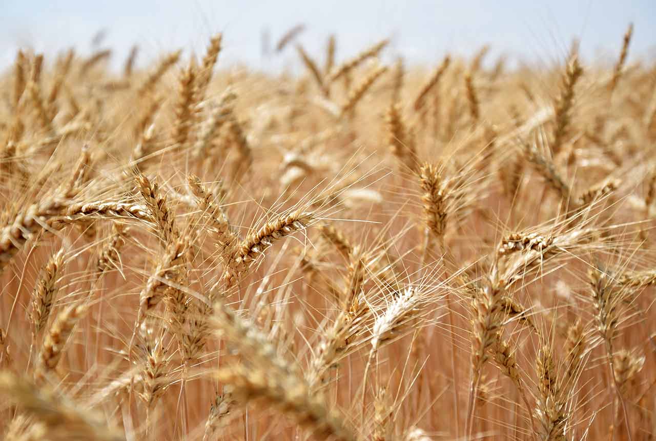 Россельхознадзор обнаружил 213 тысяч тонн сомнительного зерна в Воронежской области