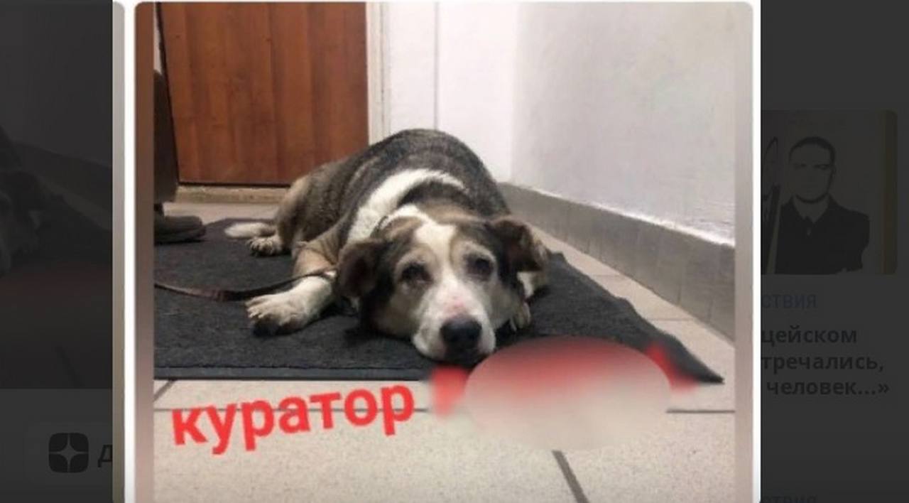Изнасилование или онкологию подозревают у найденного в Воронеже бездомного пса