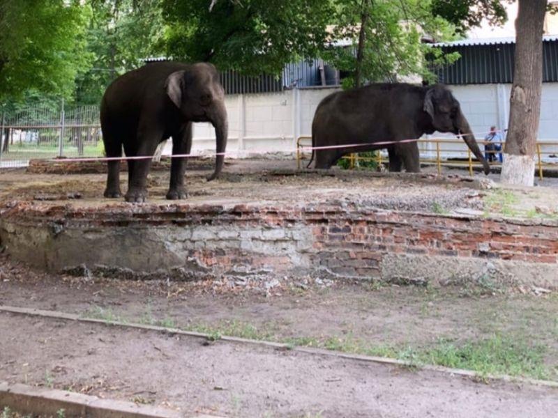 Воронежцы приметили гуляющих слонов у цирка