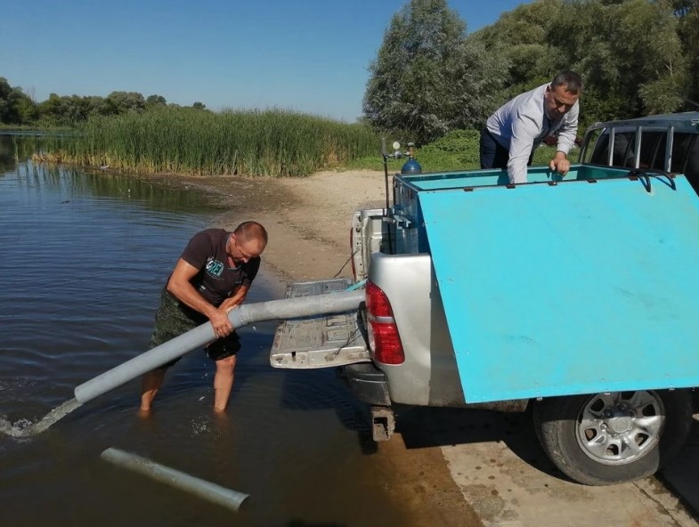 В реку Дон в Воронежской области выпустили 245 тысяч мальков вида осетровых