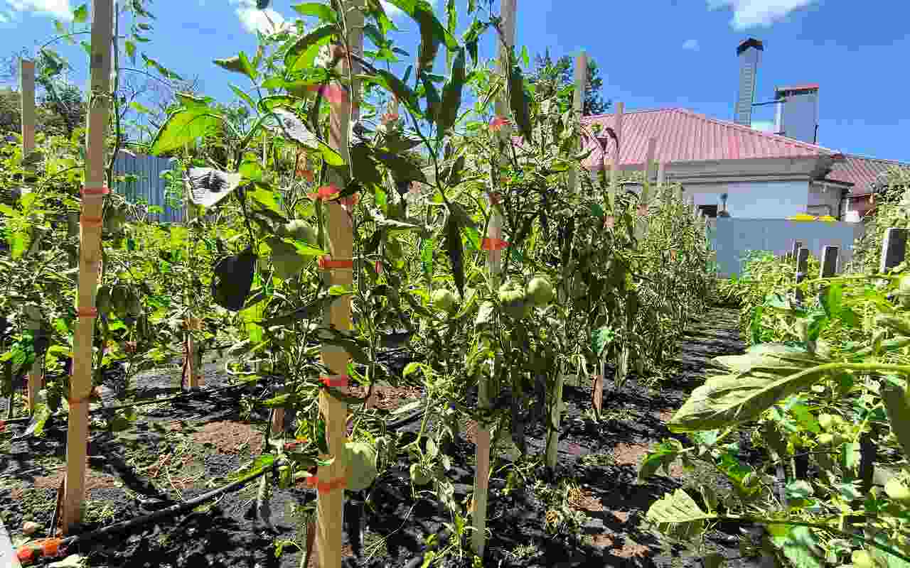 Как ускорить созревание томатов и сохранить свежие плоды