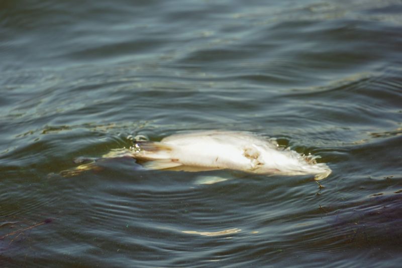 Росприроднадзор начал проверку после гибели рыбы в реке Воронеж