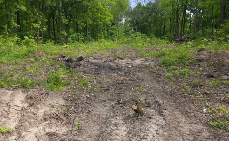 На объекте архнаследия в Воронеже незаконно вырубили деревья