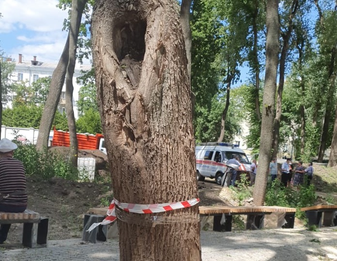 В воронежском парке «Орлёнок» вырубят 17 деревьев для безопасности отдыхающих