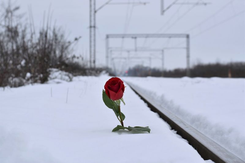 В Воронеже обнародовали новогодний график экскурсионного поезда в Графский заповедник