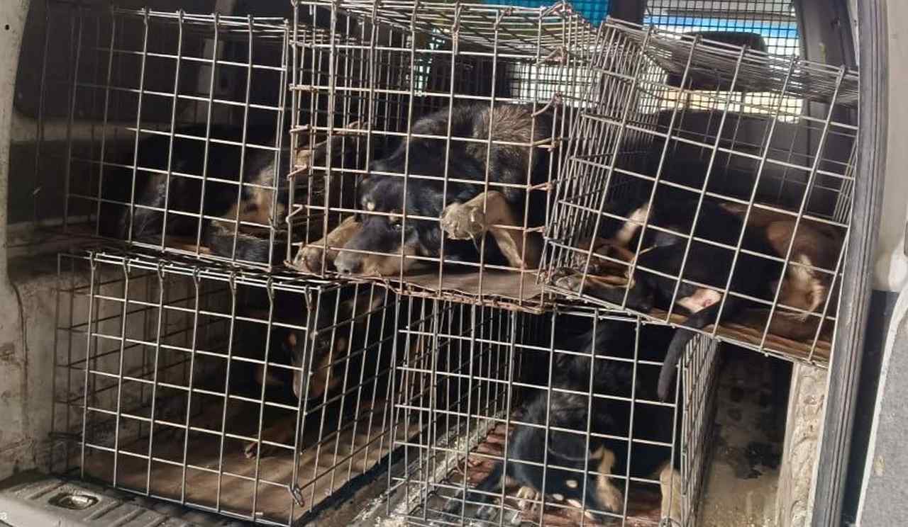 За два дня в Воронеже отловили 10 агрессивных собак