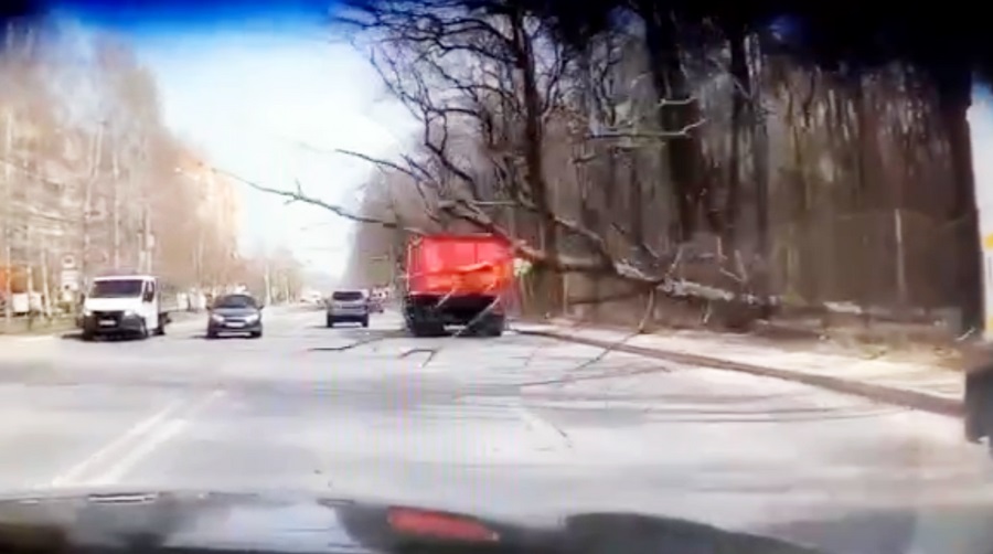 В Воронеже на видео сняли падение дерева перед грузовиком