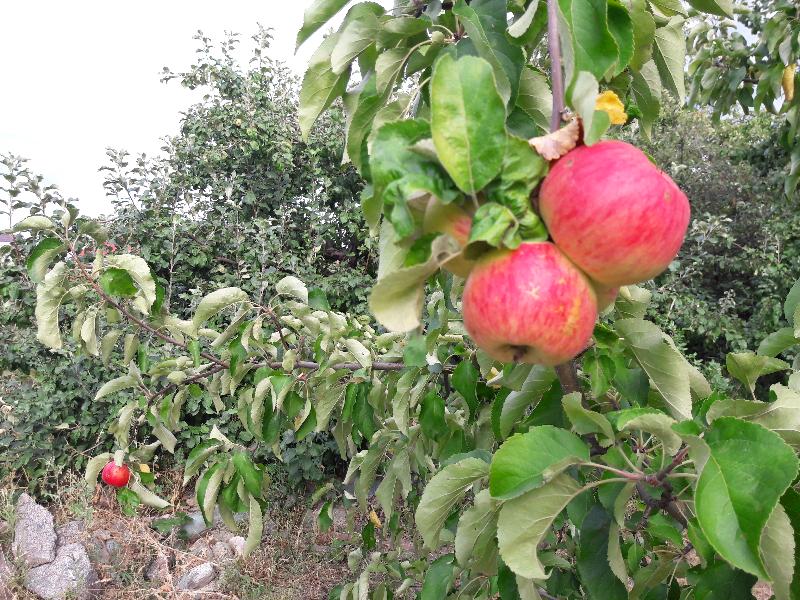 Воронежцы разместили петицию с просьбой об отказе от застройки яблоневых садов