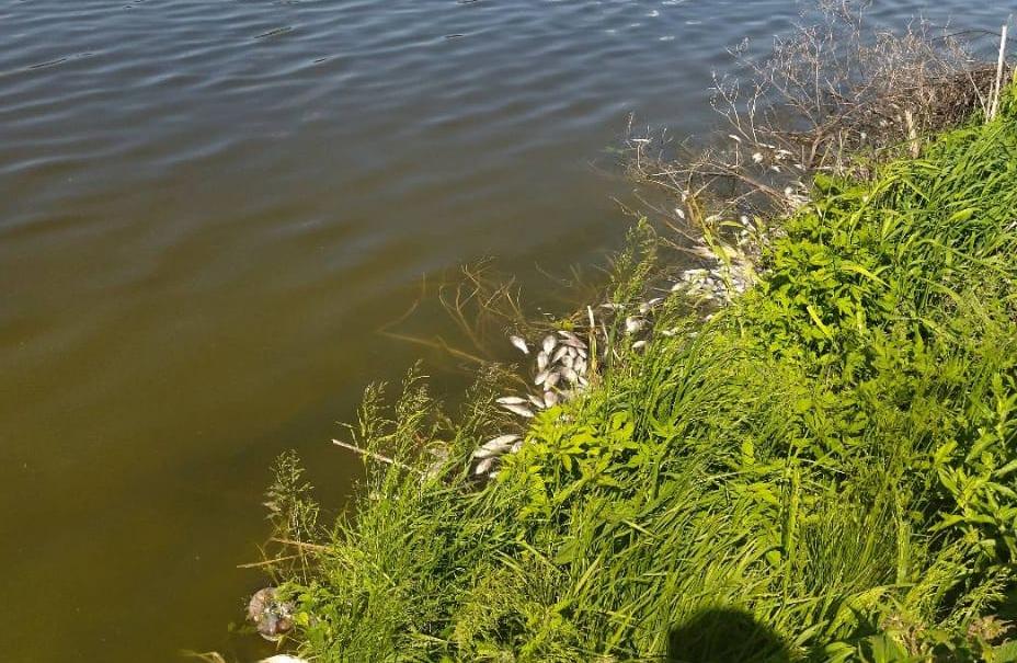 Департамент экологии подтвердил массовую гибель рыбы в воронежском пруду