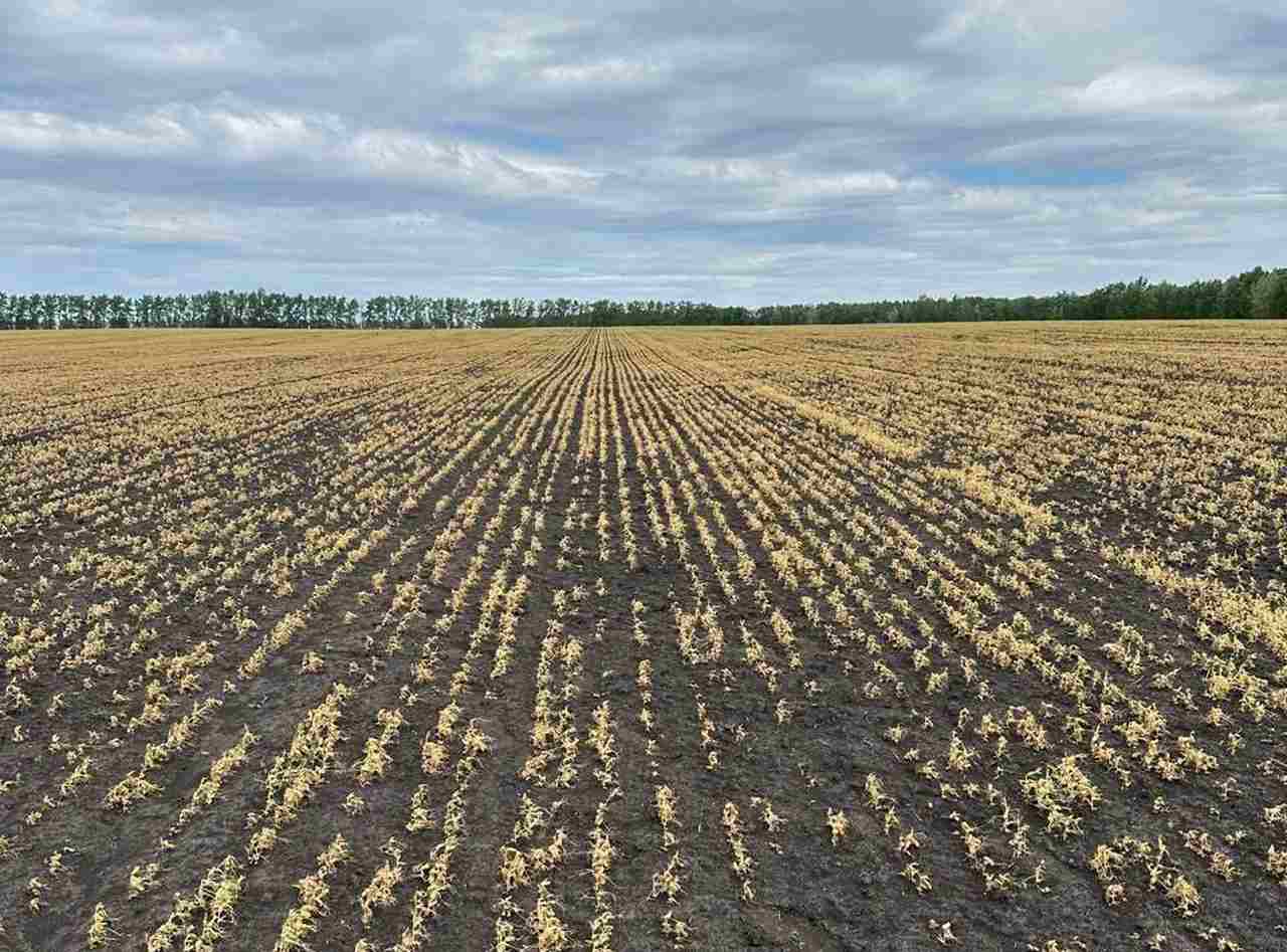 Будет ли дорожать продовольствие из-за гибели посевов в Воронежской области?