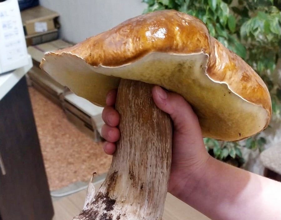 В Воронежской области нашли белый гриб весом более килограмма