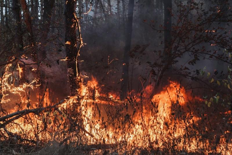 Уже 125 ландшафтных пожаров бушует в Воронежской области