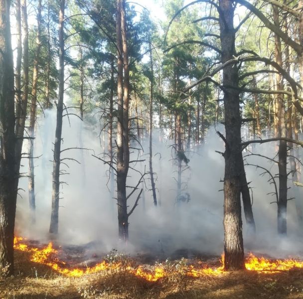 В Воронежской области ликвидировали пожар на 0,7 га Новохоперского лесничества