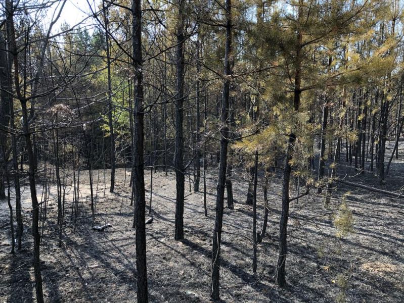 После пожара на 70 га государственного лесного фонда воронежские прокуроры начали проверку 
