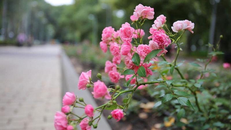Розы в Центральном парке Воронежа экологи укрыли в преддверии зимы