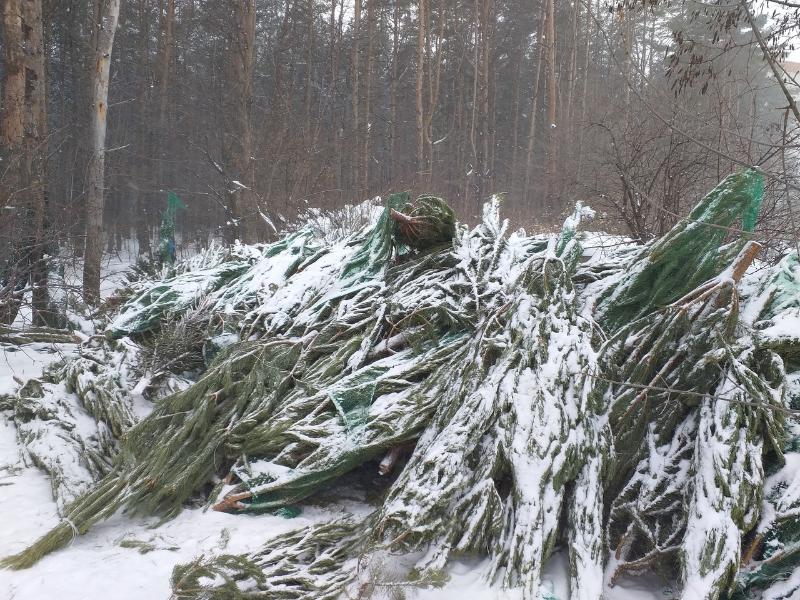 В воронежском парке устроили кладбище нераспроданных ёлок в упаковках