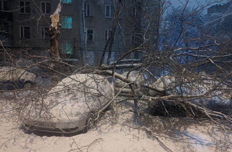 Из-за налипшего снега 48 деревьев рухнули в Воронеже