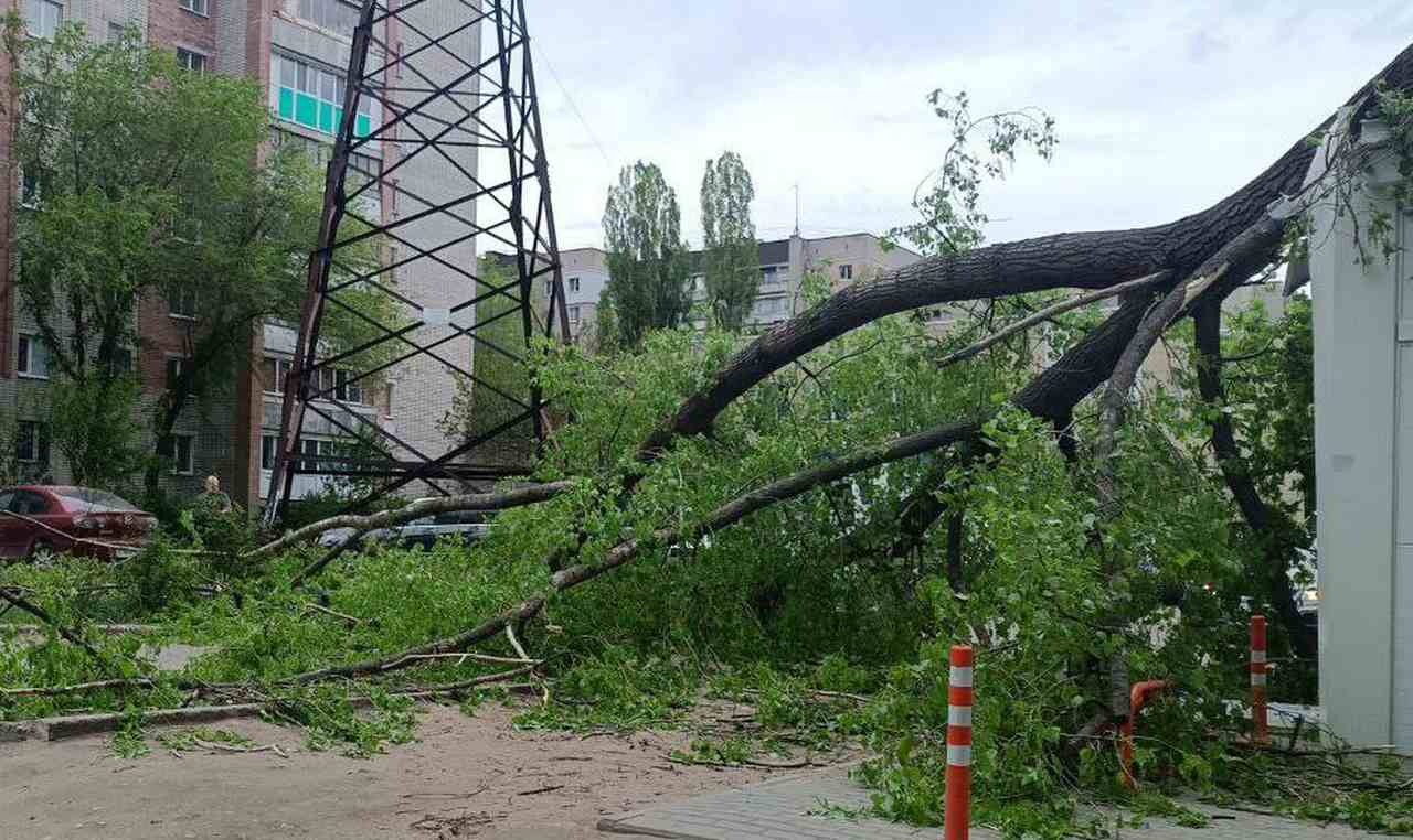 В Воронеже за сутки почти 20 деревьев рухнули из-за сильного ветра