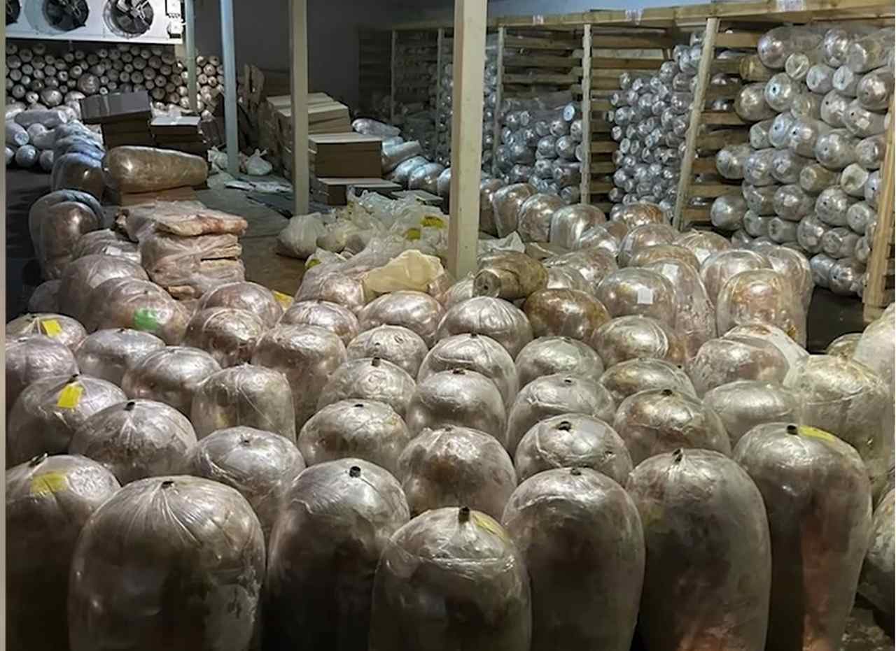 Около 70 тонн опасного для жизни мяса для шаурмы изъяли воронежские полицейские