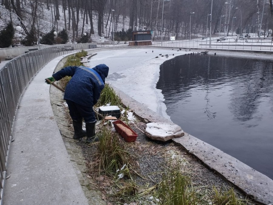 В Воронеже в Центральном парке для уток установили кормушки