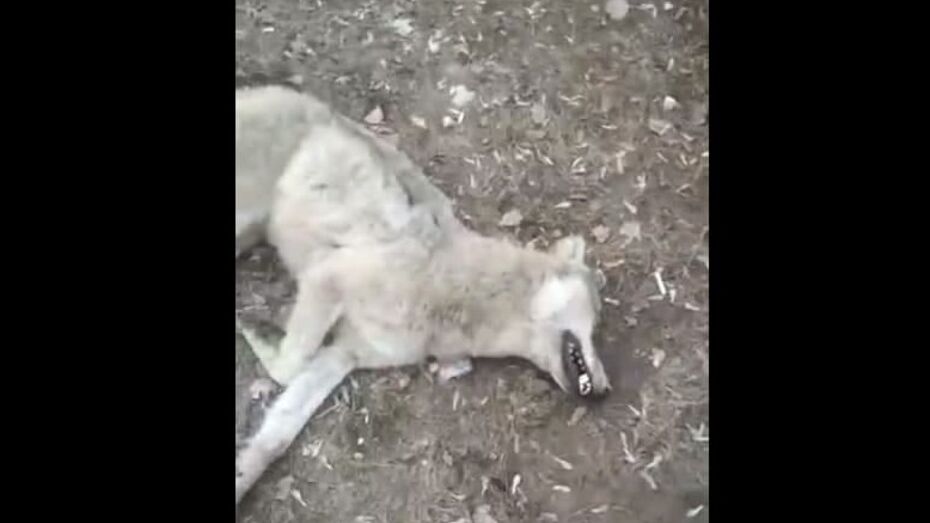 Бешеная волчица покусала мужчину возле детского садика в Воронежской области