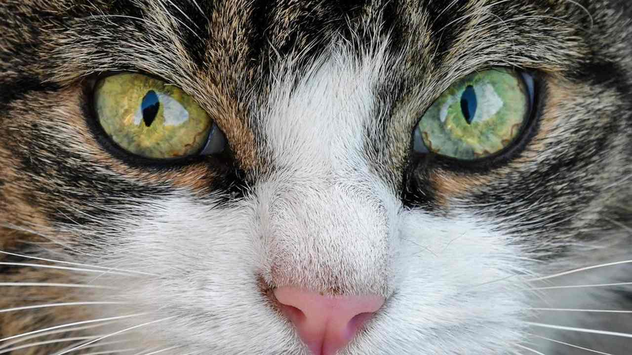 Из опечатанной после смерти фотографа квартиры воронежцы спасли кота
