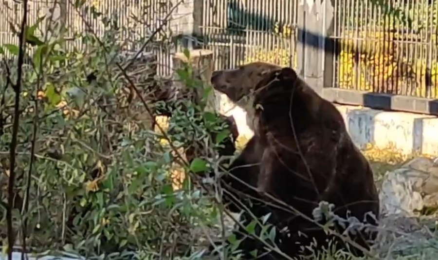 Подготовку медведей к зиме показал на видео воронежский зоопарк