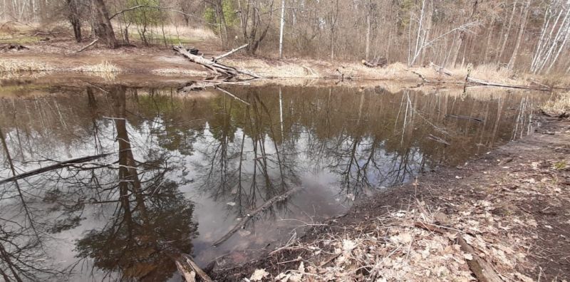 Власти начали проверку массовой гибели черепах в озере под Воронежем
