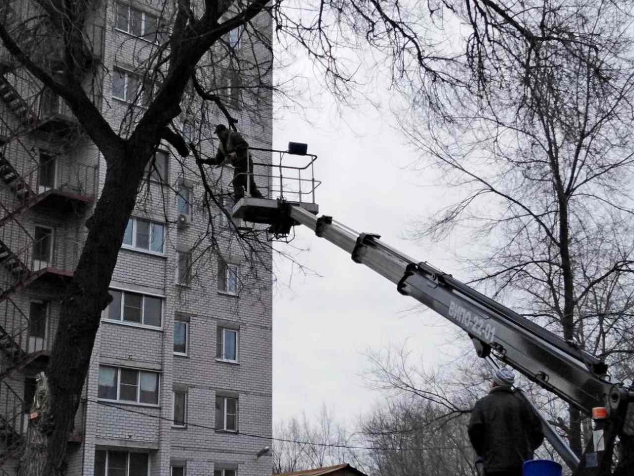 В Ленинском районе Воронежа вырубят 76 старовозрастных и аварийных тополей