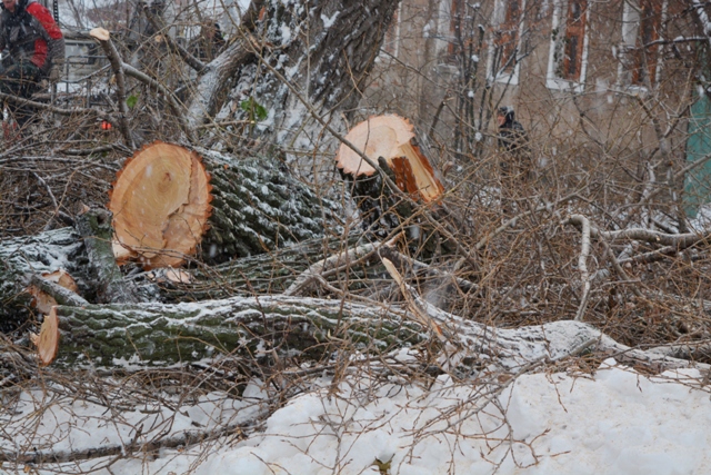 В Центральном районе Воронежа начались работы по комплексной обрезке деревьев