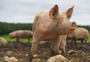 В районе Воронежской области указом ввели карантин по африканской чуме свиней