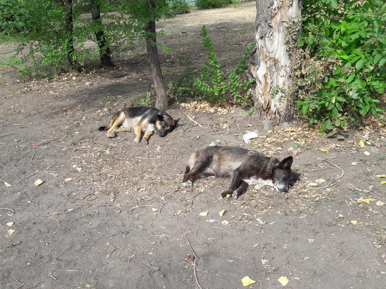 Стая бездомных собак под Воронежем покусала мальчика