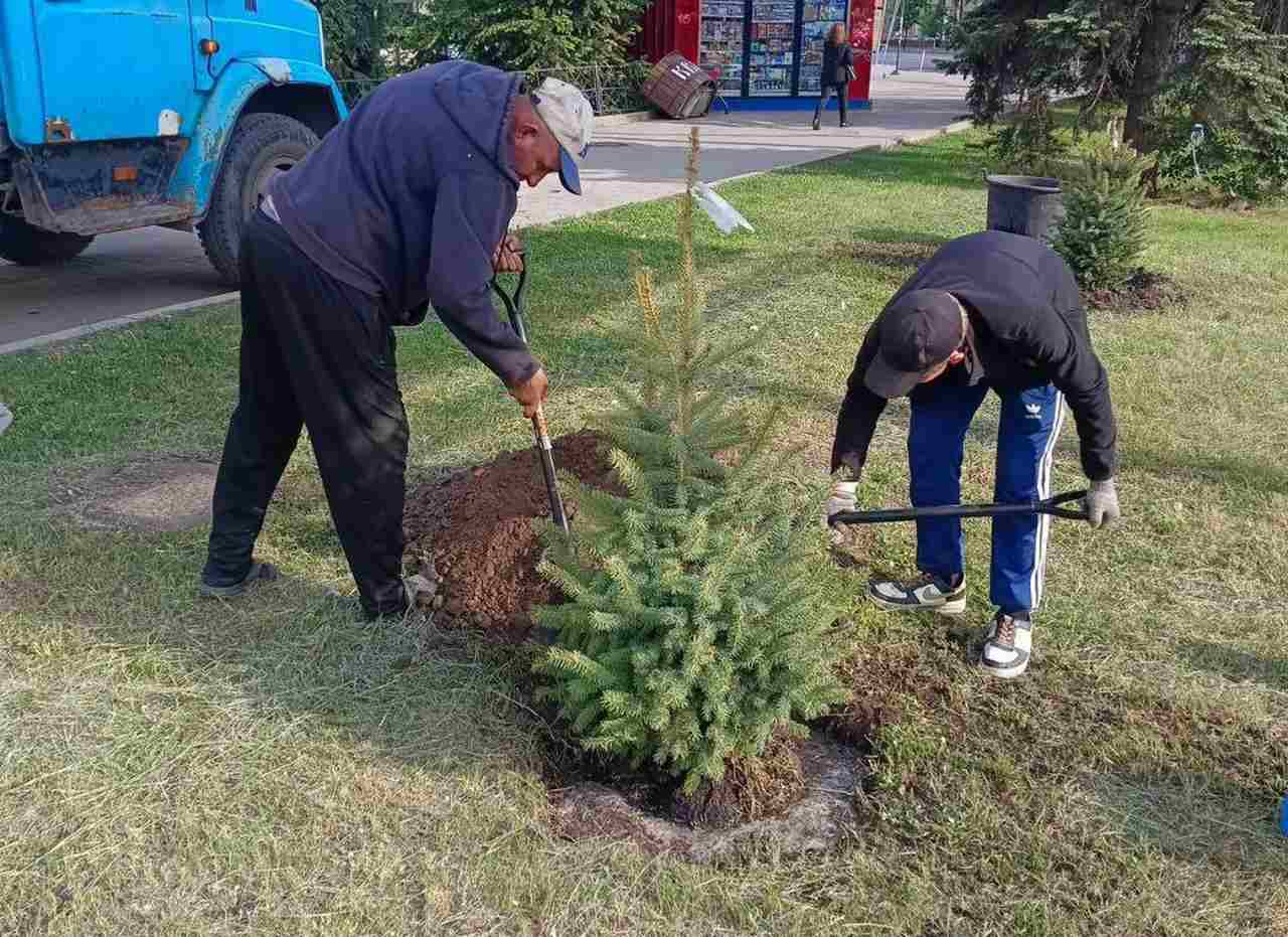 В ходе месячника благоустройства в Воронеже высадили 130 деревьев