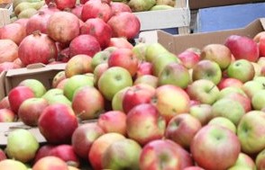 Акционеры «Лукойла» могут запустить под Воронежем производство сидра из яблок